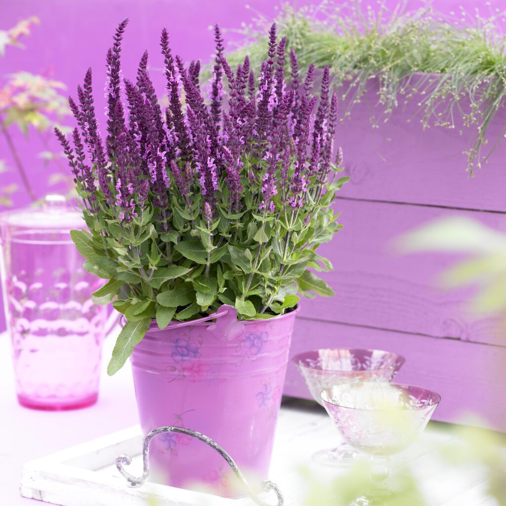 Szałwia omszona Sensation Compact 'Bright Rose'-Salvia nemorosa