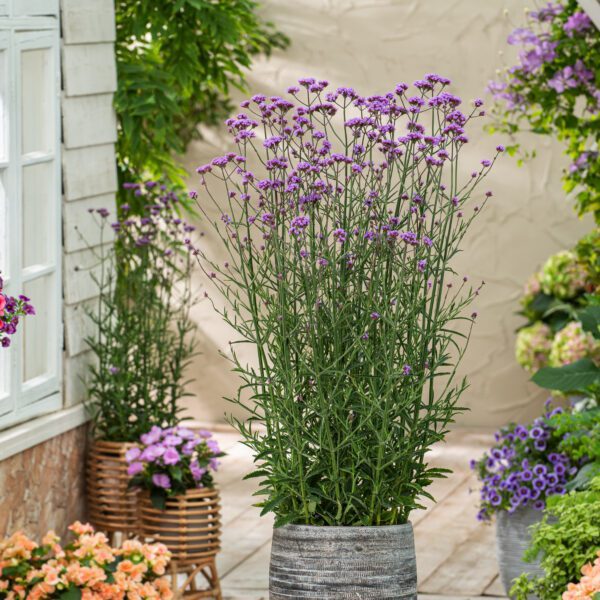 Werbena patagońska Violet Blue