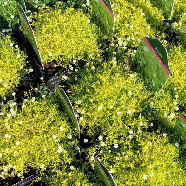Karmnik ościsty 'Lime Moss'