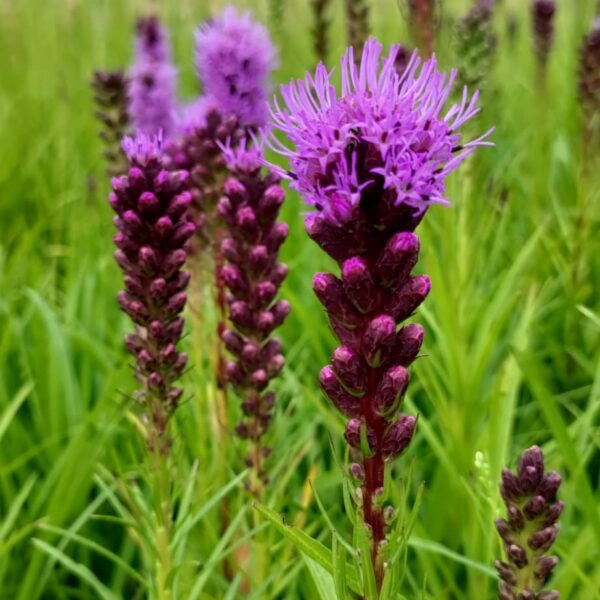 Liatra kłosowa 'Kobold’