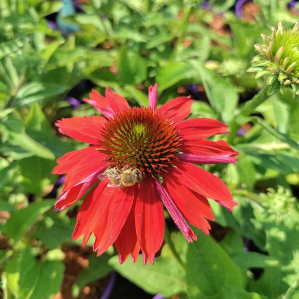 Jeżówka 'Salsa Red'