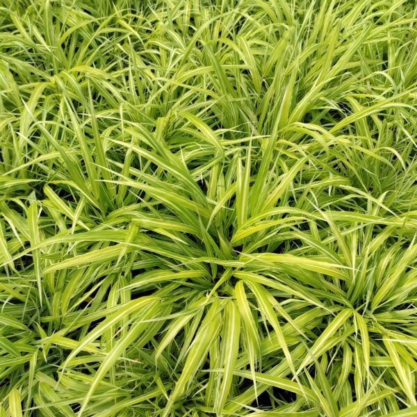Hakonechloa 'Stripe It Rich'