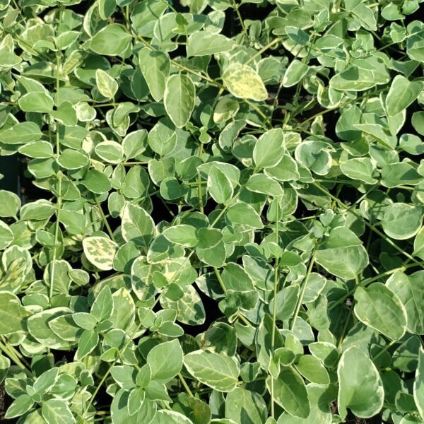 Barwinek większy 'Variegata'