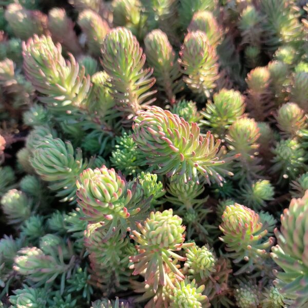 Rozchodnik Forstera 'Oracle'