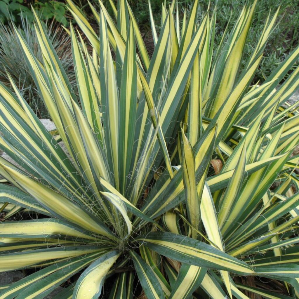 Juka karolińska 'Color Guard'