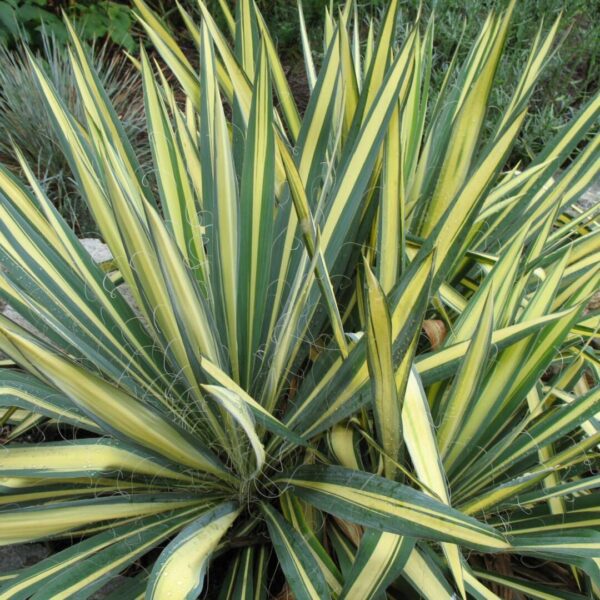 Juka karolińska 'Color Guard'