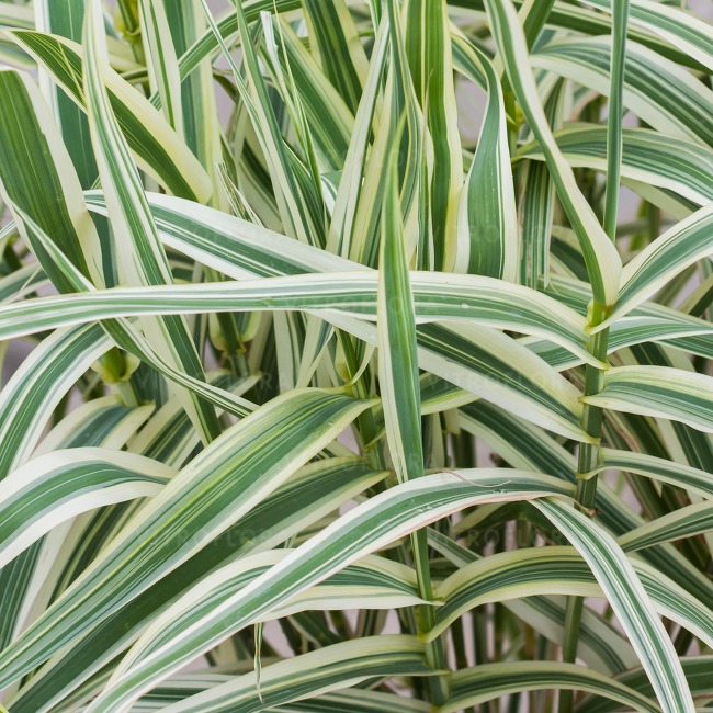 Lasecznica trzcinowata 'Ely'