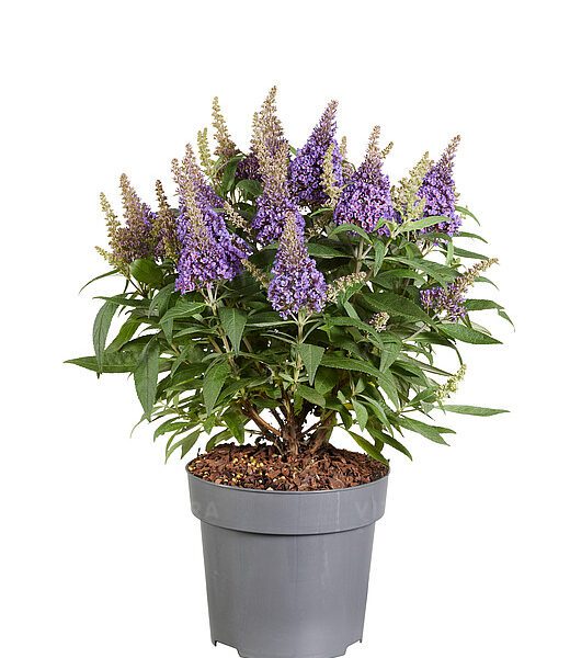 Budleja Dawida 'Butterfly Candy Little Lila'