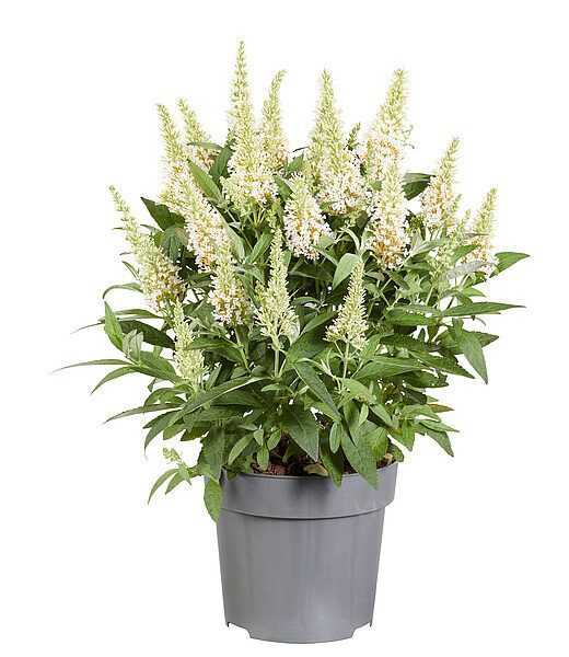Budleja Dawida 'Butterfly Candy Little White'