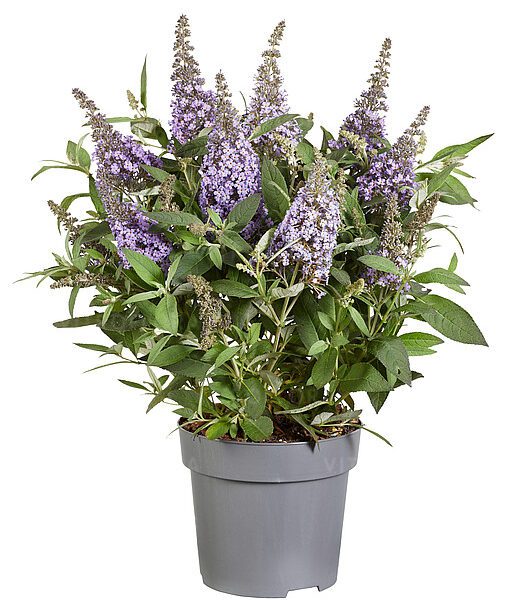 Budleja Dawida 'Butterfly Candy Little Sweetheart'