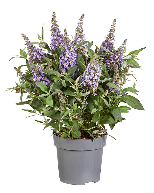 Budleja Dawida 'Butterfly Candy Little Sweetheart'