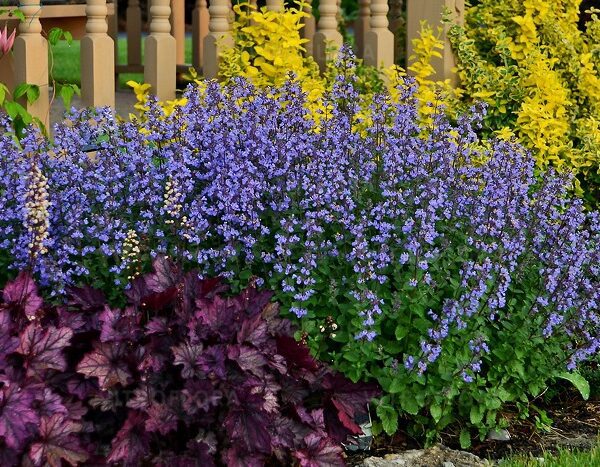 Kocimiętka 'Purrsian Blue'