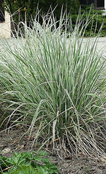 Trzcinnik ostrokwiatowy 'Overdam'