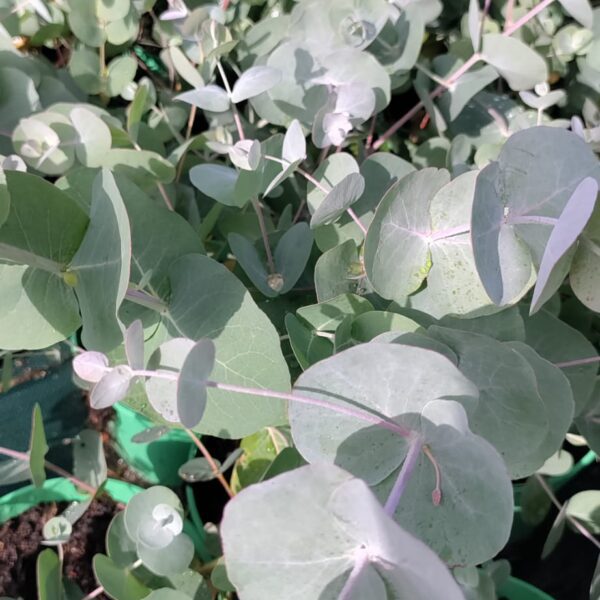 Eukaliptus górski Niebieski Silver Dollar