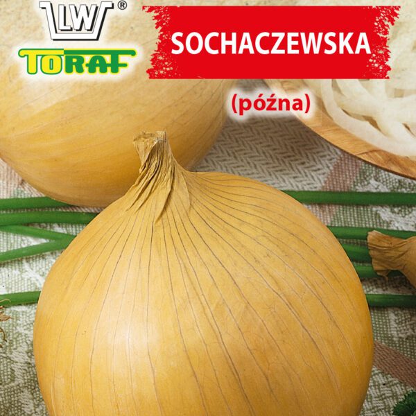 Cebula Sochaczewska (późna)