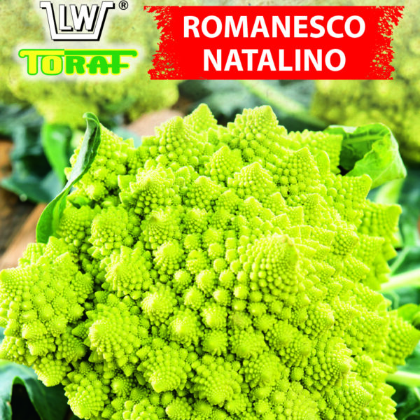 Kalafior Romanesco Natalino
