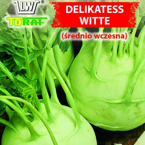 Kalarepa Delikatess Witte (średnio wczesna)