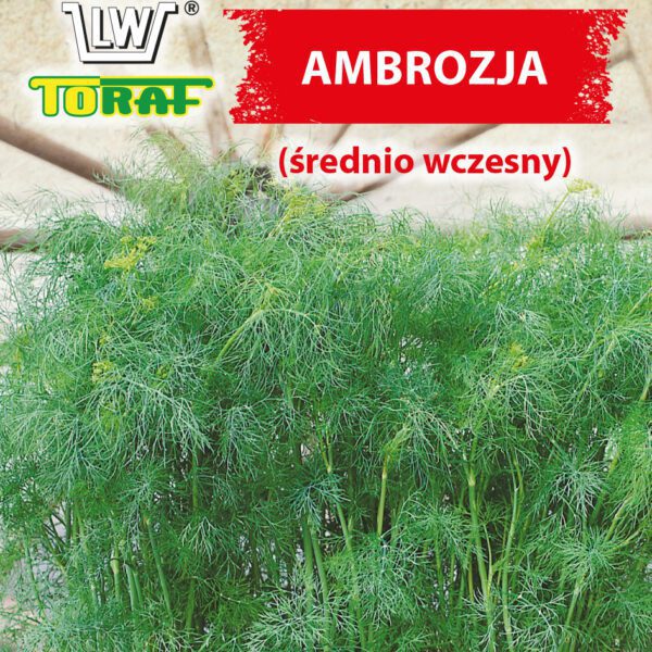 Koper ogrodowy AMBROZJA (średnio wczesny)