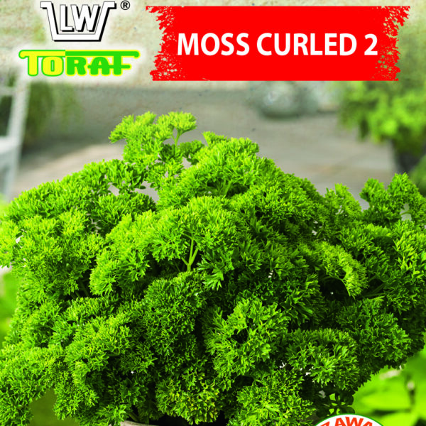 Pietruszka naciowa kędzierzawa Moss Curled 2