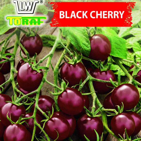 Pomidor gruntowy koktajlowy Black Cherry