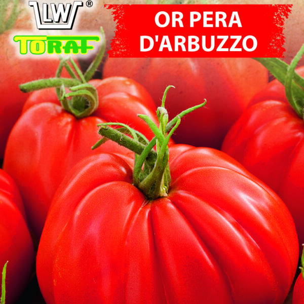 Pomidor gruntowy wysoki Or Pera d`Abruzzo
