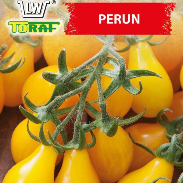 Pomidor koktajlowy PERUN