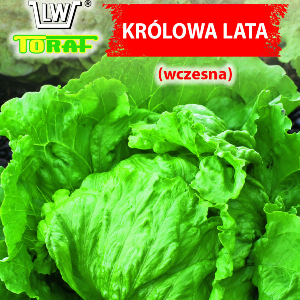 Sałata krucha - lodowa Królowa Lata (wczesna)