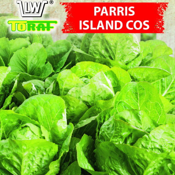 Sałata rzymska Parris Island Cos