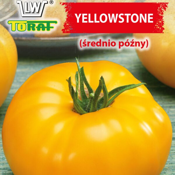 Pomidor gruntowy YELLOWSTONE (średnio późny)