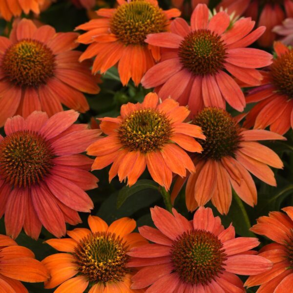 Jeżówka purpurowa Lakota Red – Echinacea purpurea