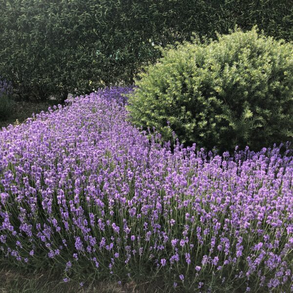 Lawenda wąskolistna 'Hidcote' Lavandula angustifolia