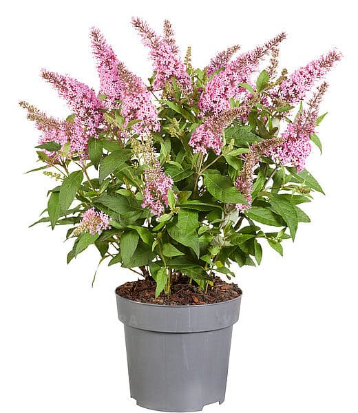 Budleja Dawida 'Butterfly Candy Little Pink'