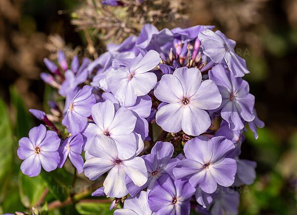Floks wiechowaty Blue Boy