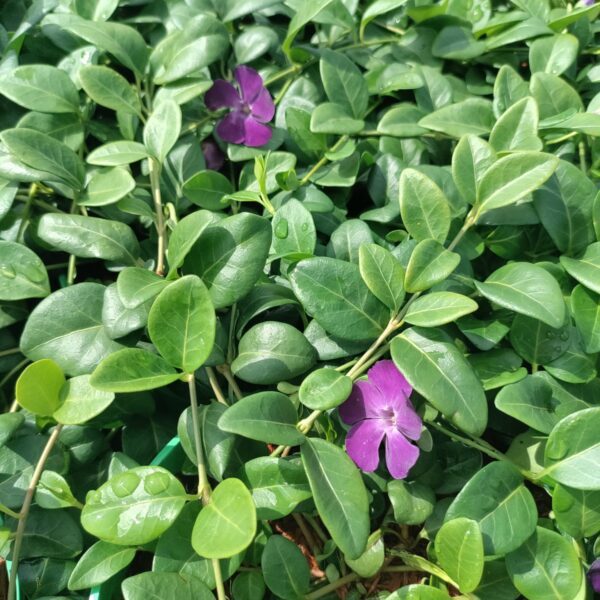 Barwinek 'Atropurpurea'