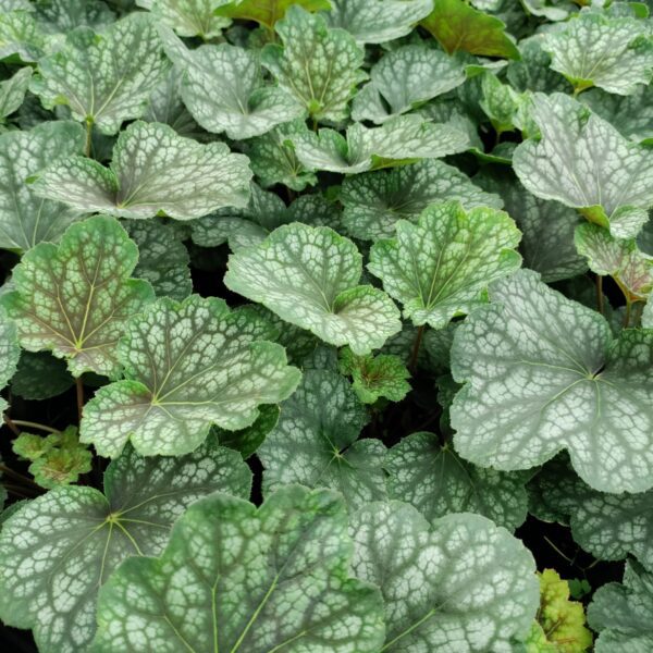 Żurawka 'Beauty Colour'