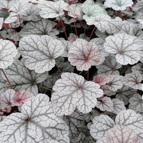 Żurawka 'Silver Scrolls'