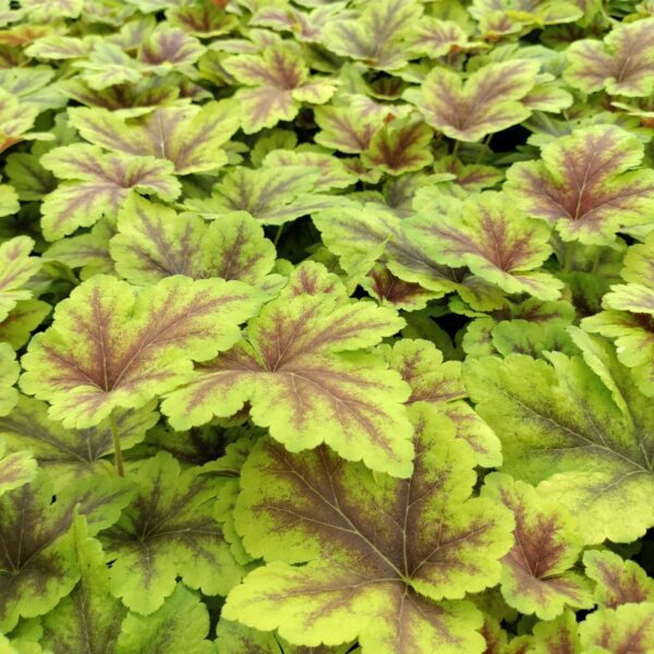 Żuraweczka 'Gold Zebra'