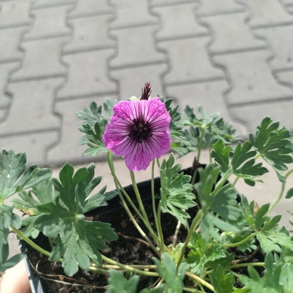 Bodziszek 'Ballerina'