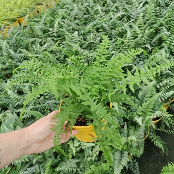 Wietlica samicza 'Victoriae'