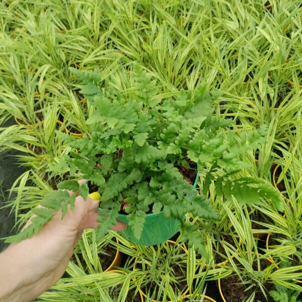 Narecznica mocna Polydactyla Dads