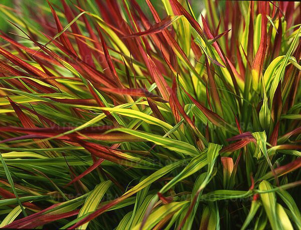Hakonechloa 'Mulled Wine'