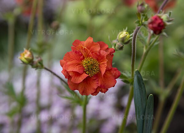 Kuklik Tempest Scarlet