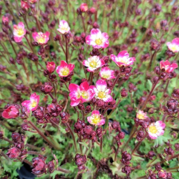 Skalnica Arendsa Marto Picotee Red