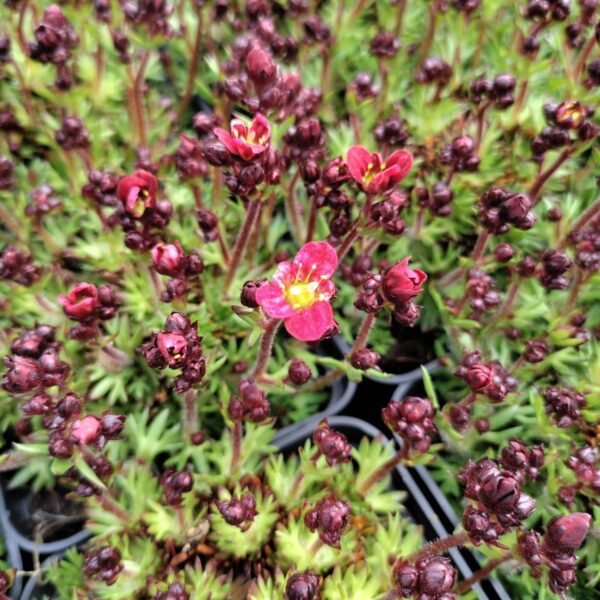 Skalnica Arendsa Marto Red