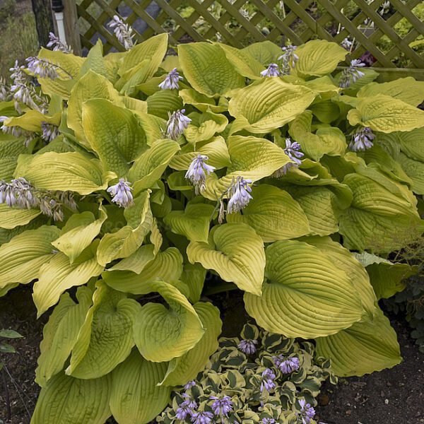 Hosta, funkia Shadowland® Coast to Coast