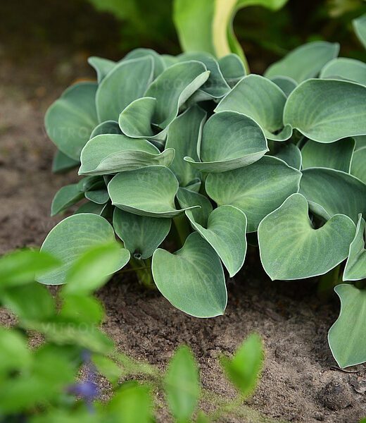 Hosta, funkia 'Blue Mouse Ears'