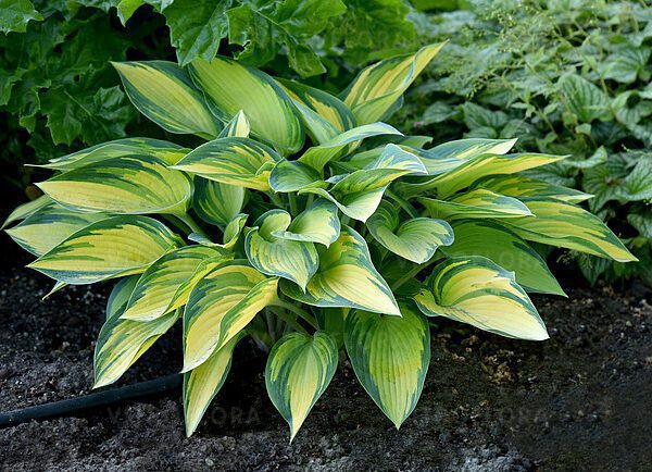 Hosta, funkia 'June'