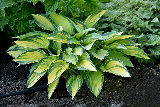 hosta-june_9