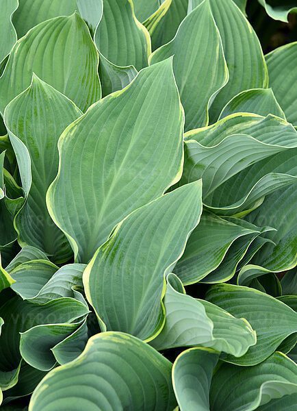 Hosta, funkia 'Regal Splendor'