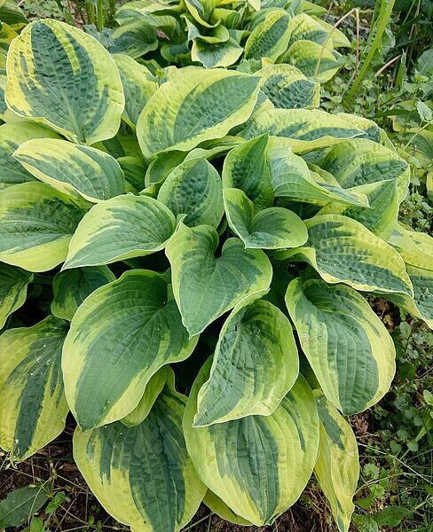 Hosta, funkia 'Wide Brim'
